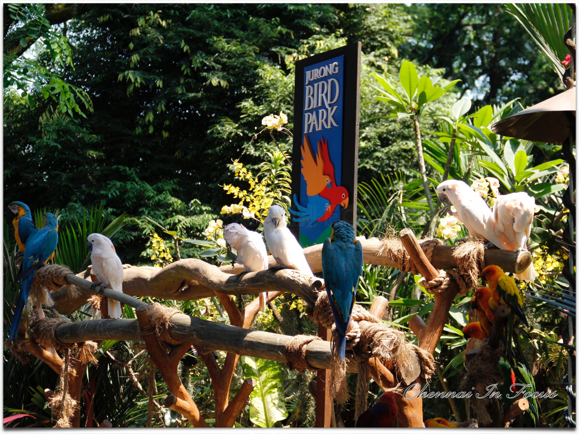 Jurong Bird Park Jurong Bird Park Wildlife Reserves Singapore